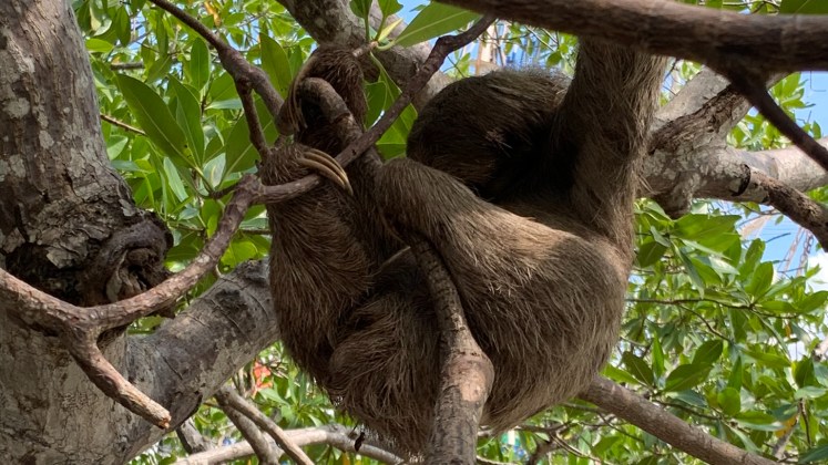 Port Spotlight: Roatán,&nbsp;Honduras